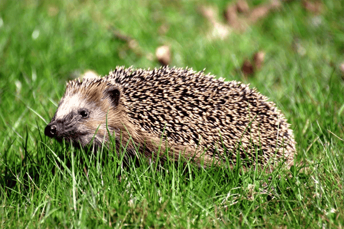 Hedgehogs as Prey