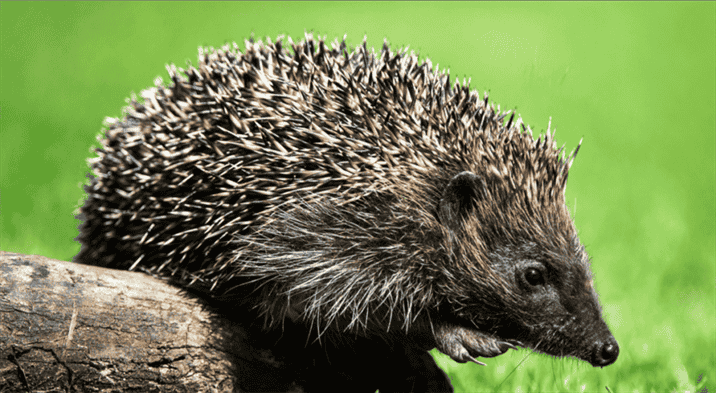 Do Hedgehogs Make up a Significant Portion of Fox's diet?