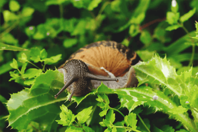 Are Slugs a Primary or Secondary Food Source for Birds?