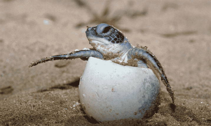Monitoring and Research on Turtle Egg Laying