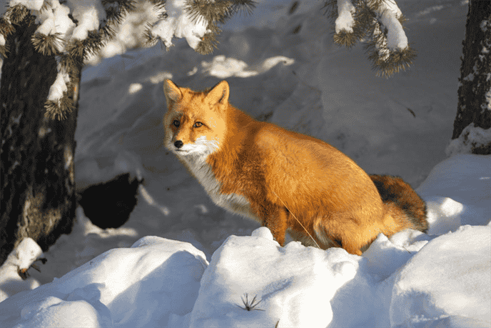 Do Foxes Migrate?