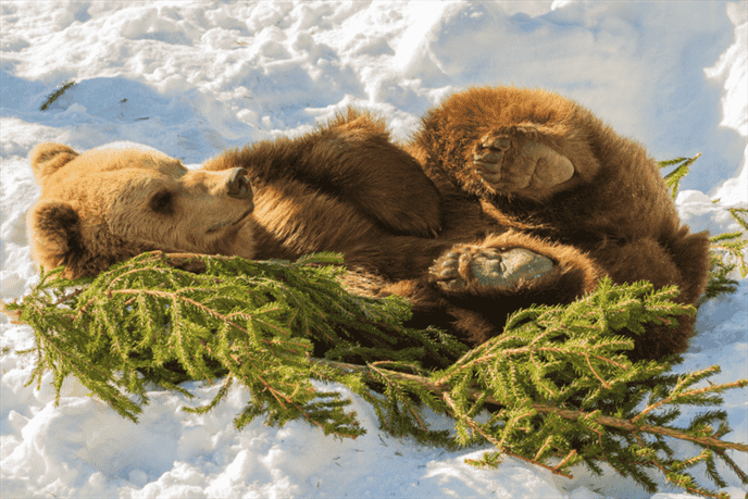 Do all Animals Hibernate During Winter, or is it Limited to Certain Species?