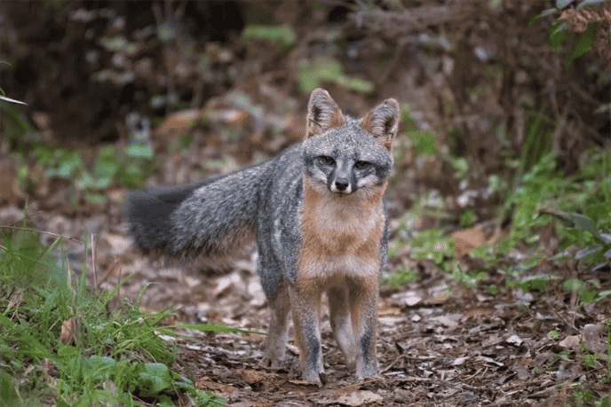 What are the Physical Characteristics of a Grey Fox?