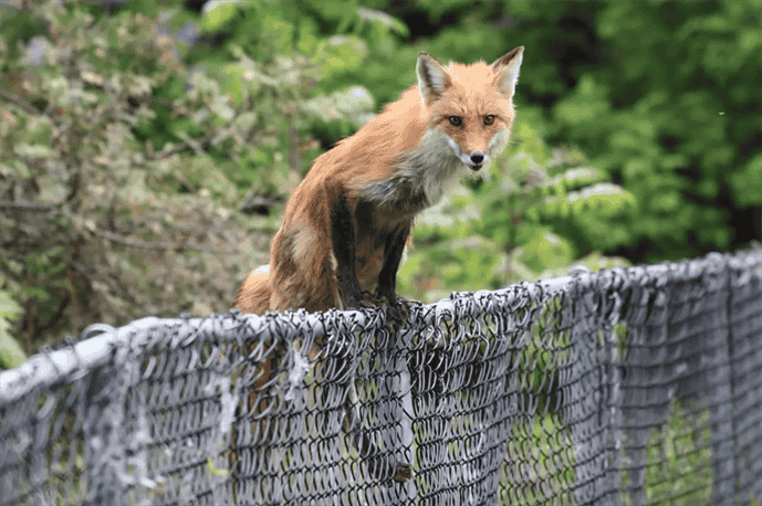 Can Foxes Climb Fences?
