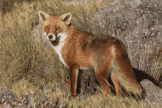 What is the Typical Lifespan of a Fox in the Wild?