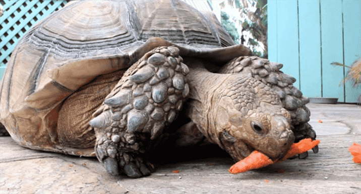Providing Proper Nutrition for Sulcata Tortoises Through Vegetables