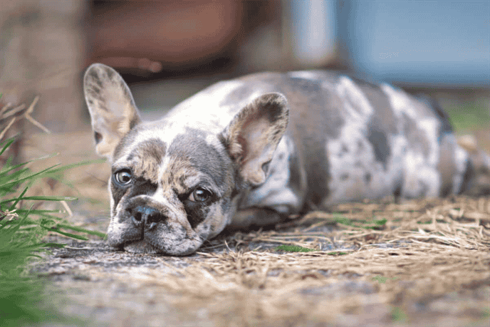 What Causes Blue Eyes in French Bulldogs?