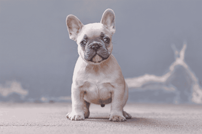 Characteristics of French Bulldogs with Blue Eyes