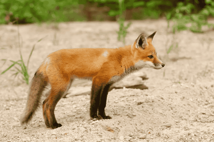 What Can You Do To Prevent Foxes From Climbing Fences?