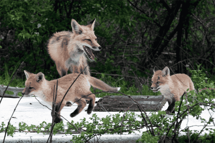 Can Foxes Kill Turtles?