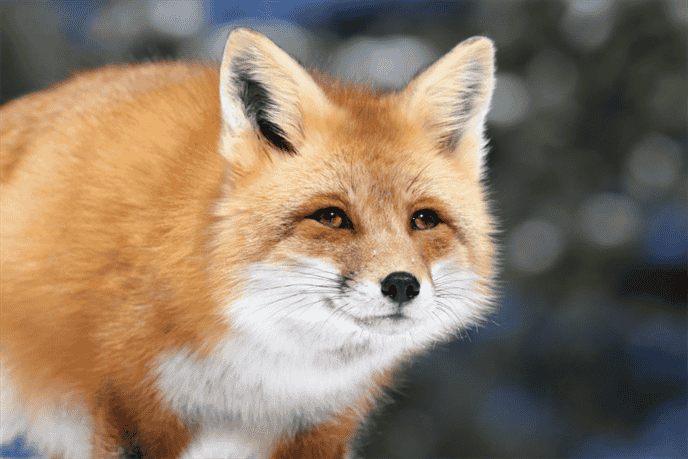 Foxes' Stamina