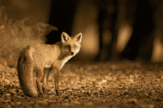 Are Foxes' Eyes Sensitive to Ultraviolet Light?