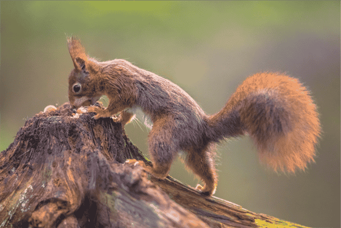 Are Squirrels Primarily Active During the Day or at Night?