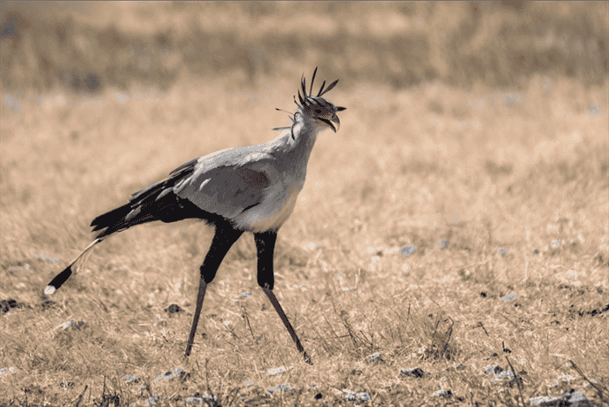 How do Long-Legged Birds use Their Long Legs for Survival?