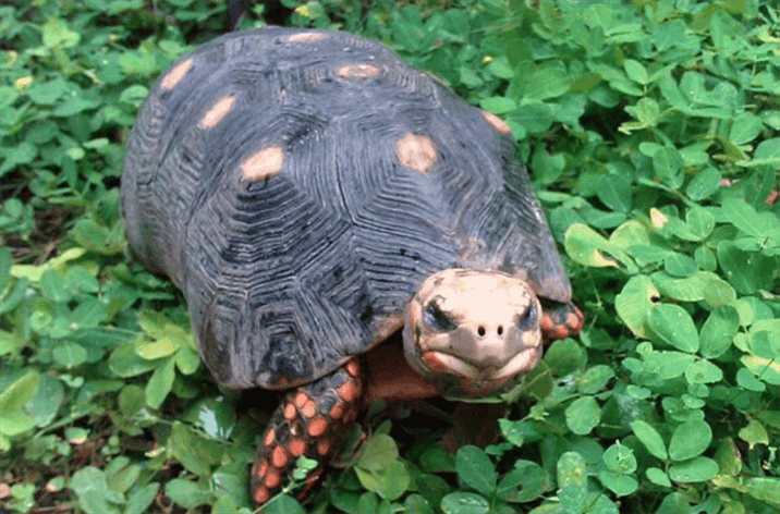Health and Common Health Issues of Full Grown Cherry Head Tortoise
