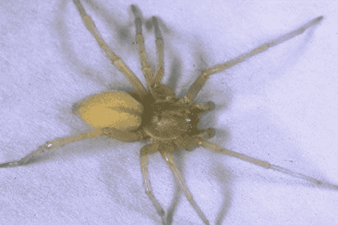 What Types of House Spiders are Common in Wisconsin?