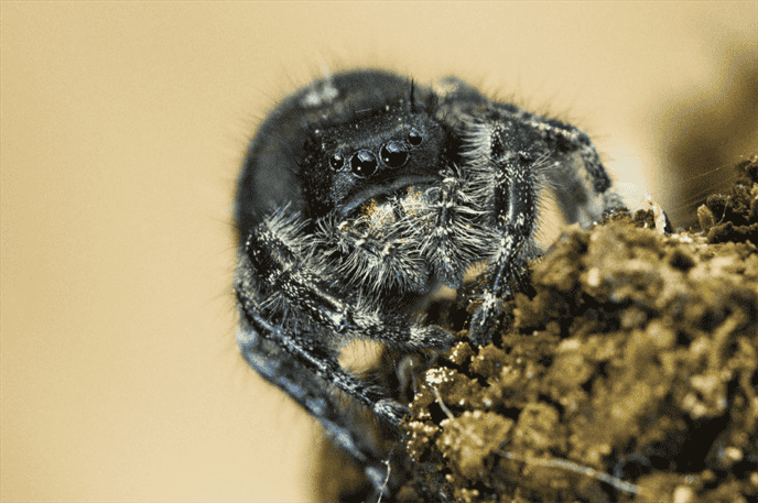 Are House Spiders in Wisconsin Dangerous to Humans?