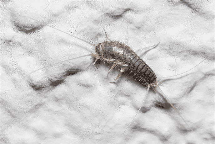 Can a Spider be Harmed by Consuming a Silverfish that has Ingested Toxins?