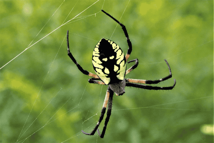 What is the Species of Spiders Commonly Found in Massachusetts?