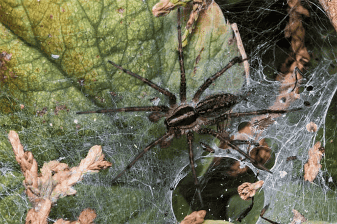 Are Any of the Spider Species in Massachusetts Venomous?