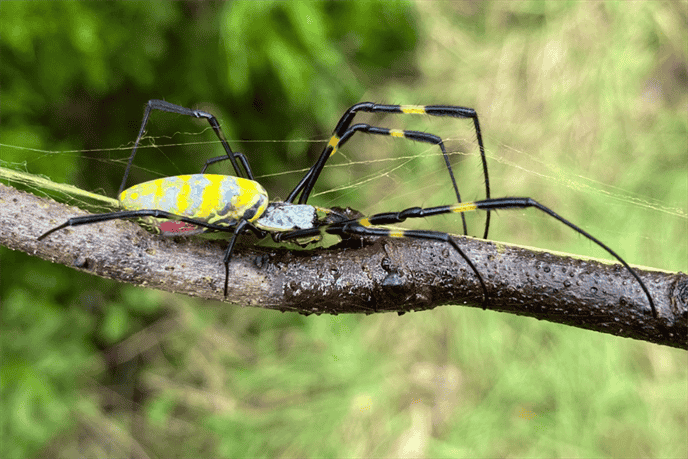 What is The Most Venomous Spider Species Found in Delaware?