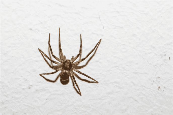 How do Spiders in Delaware Defend Themselves from Predators?