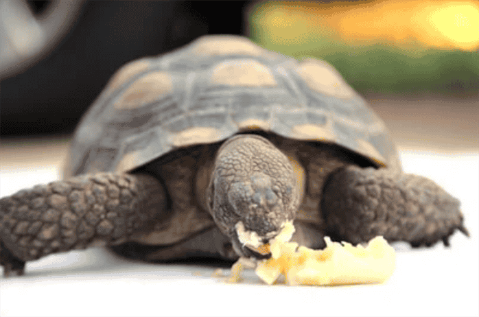 How to Feed Bananas to Turtles?