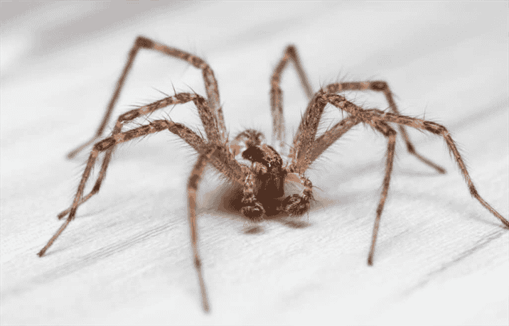 Are There Any Venomous Spiders Native to Wyoming?