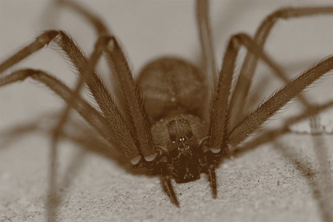 What are the Unique Characteristics of Wyoming's Spider Population?