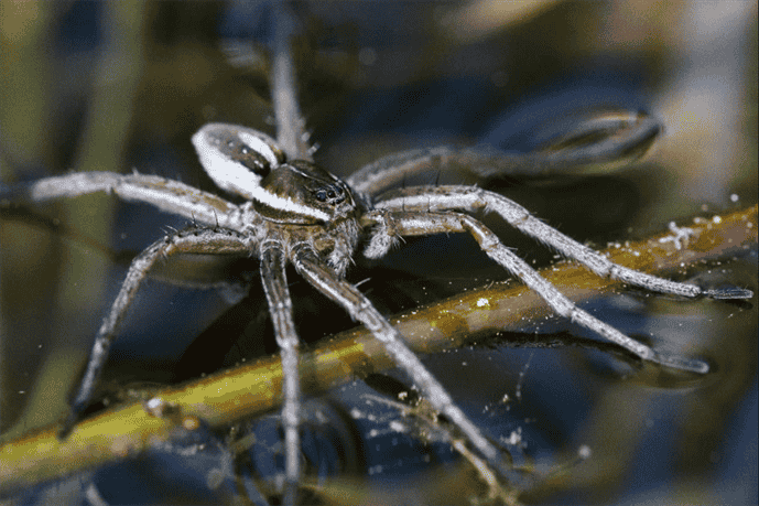 Are There Any Venomous Spiders in Idaho?