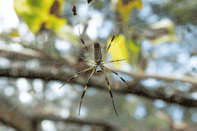 What is the Most Venomous Spider Species in Louisiana?