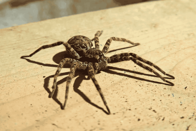 What is The Largest Species of Spider Found in Louisiana?
