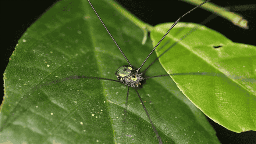 Spiders in Vietnam