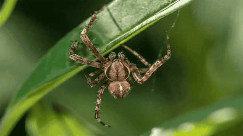 Thailand Spiders