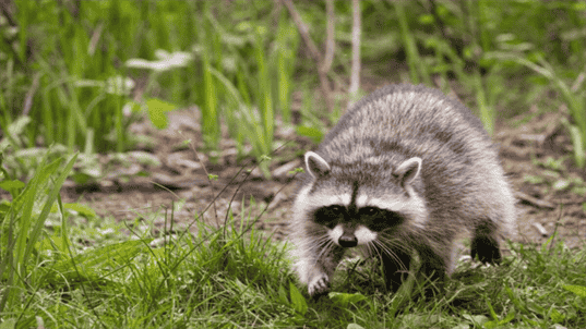 Are Raccoons Aggressive Animals?