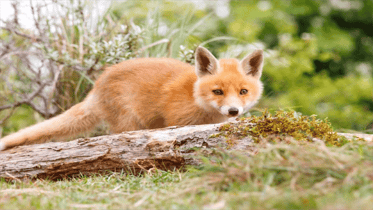 Can Foxes See in The Dark How & Why It’s Useful Ultimate Guide