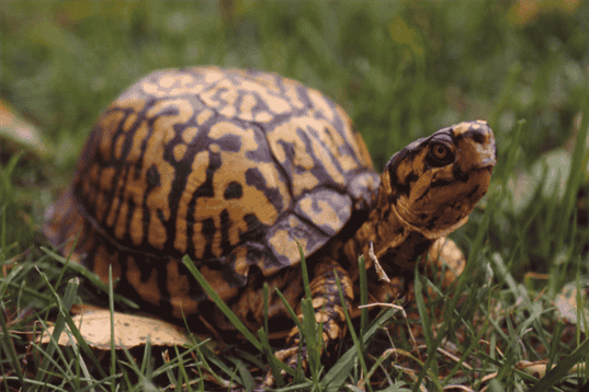 Can Turtles Smell? Exploring the Sense of Smell in Turtles