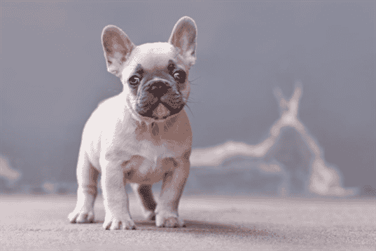 Unveiling the Charm of Rare French Bulldog Blue Eyes