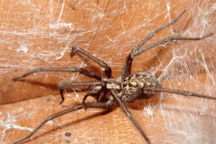 What are the Most Common Species of Spiders Found in Wyoming?