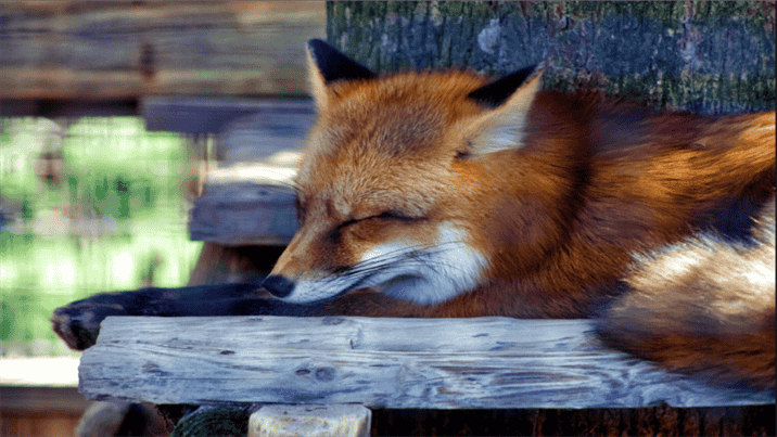 What is the Typical Sleep Pattern of Foxes?