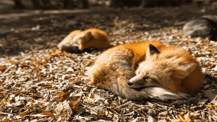 Do Foxes Sleep During the Day or at Night?