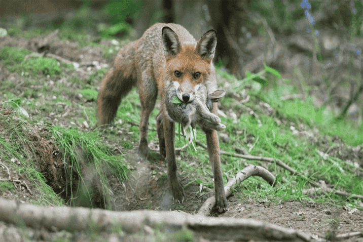 What is the Fox's Hunting Strategy?