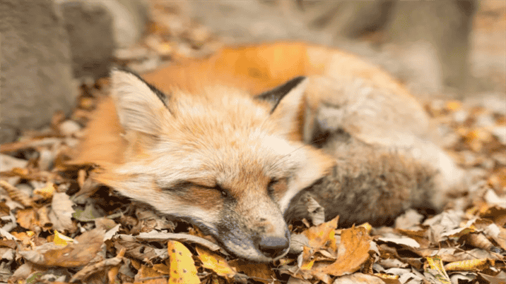 How Does the Sleeping Behavior of Foxes Vary by Season?