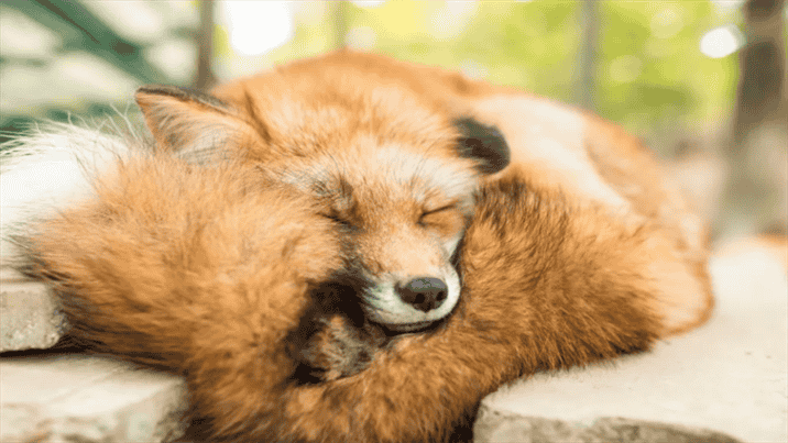 How Long do Foxes Typically Stay aSleep at a Time?