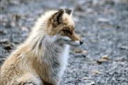 Rare Fox Colors: A Fascinating Spectrum