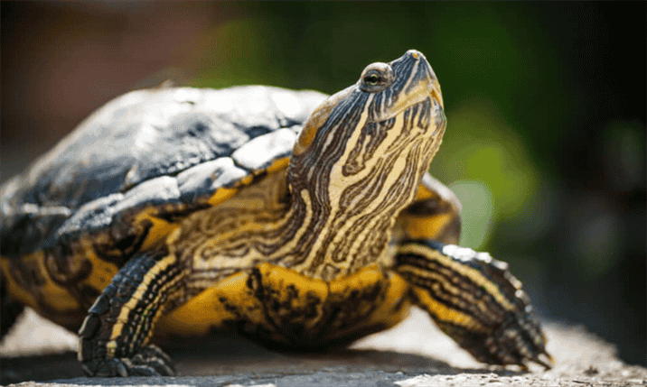 How Marijuana Ingestion Affects Turtles' Behavior and Health?