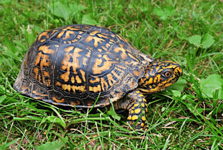 Creating a Well-Balanced Diet for Your Box Turtle