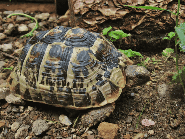 Diet of the Ibera Greek Tortoise: What You Need to Know