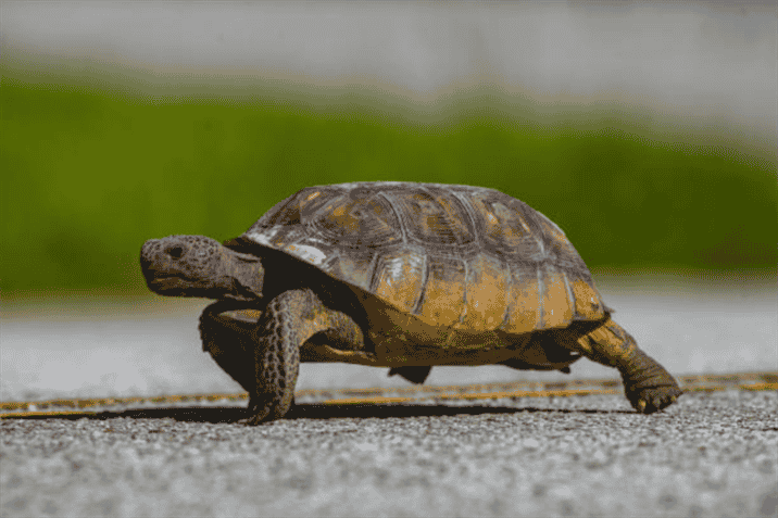 The Limitations of a Tortoise's Speed