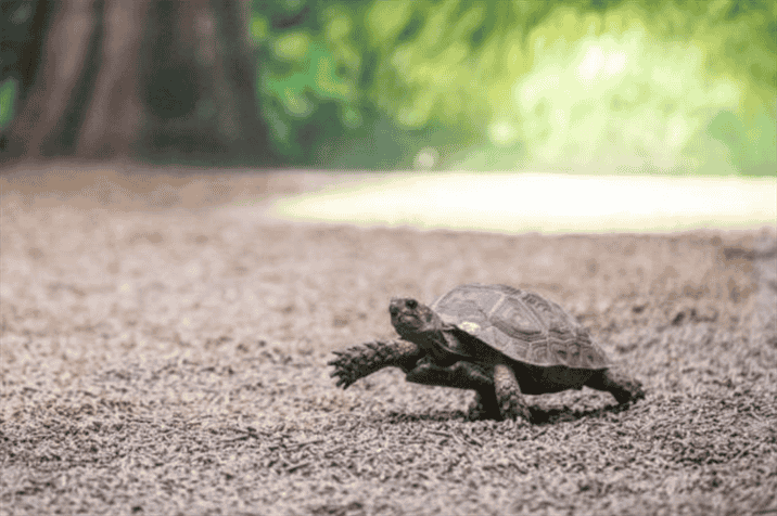 Factors Affecting Tortoise Speed
